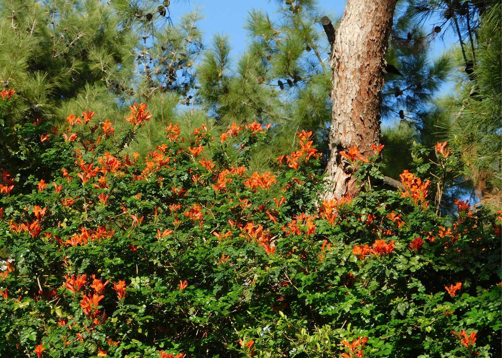 The Best Flowering Shrubs for Florida Landscapes